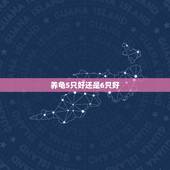 养龟5只好还是6只好，乌龟养几只比较吉利？