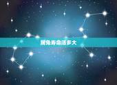 属兔寿命活多大，1987年属兔的寿命多长