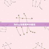 为什么劝君莫种木槿花，对木槿花西月锦绣的人物分析