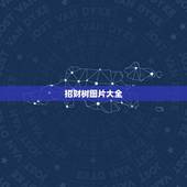 招财树图片大全，招财树叶子发黄，掉叶子。怎么办？图片