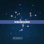 羊是从哪生出来的，羊是从哪来的