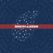 招财树为什么叫招财树，发财树为什么叫发财树