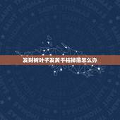 发财树叶子发黄干枯掉落怎么办，发财树叶子全部枯黄掉了怎么办