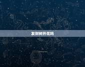 发财树开花吗，发财树要开花吗？可以放在室内吗？