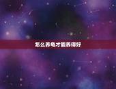 怎么养龟才能养得好，怎么养龟才能养得好