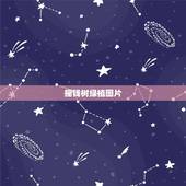 摇钱树绿植图片，摇钱树叶子图