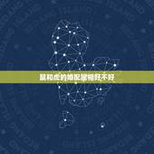 鼠和虎的婚配属相好不好，虎和鼠相配么？