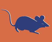 2023年属鼠多大年龄(探究属鼠人士的年龄特征与命运趋势)