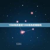 1988年的龙和1998年的虎婚配吗，88年男属龙的和98年女属虎的婚