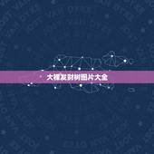 大棵发财树图片大全，大棵的发财树1.4米高可以弄成水培的吗？