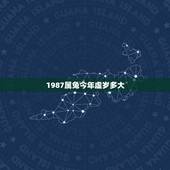 1987属兔今年虚岁多大，1987多大年龄今年多大