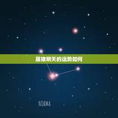属猪明天的运势如何，农历十一份属猪的财运怎么样