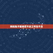 狗和兔子属相合不合工作合不合，属兔的和属狗的合不合？