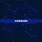 中华草龟好养吗，中华草龟一只好养活吗？