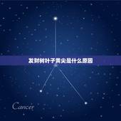 发财树叶子黄尖是什么原因，谁知道这发财树叶子尖发黄变干叶，怎么回事，求