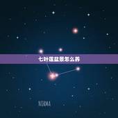 七叶莲盆景怎么养，七叶莲如何养殖？