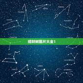 招财树图片大全1，发财树图片，是否有毒