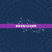 家养乌龟几只比较好，家里养乌龟一般养几只