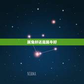 属兔好还是属牛好，属牛的戴什么好