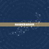 狗的婚配属相狗和狗，属狗的能和属狗的相配吗？