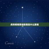 虎的婚姻更佳配偶是什么属相，属牛婚姻配什么生肖更好