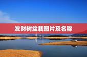 发财树盆栽图片及名称，这花到底叫什么名字啊？有说鸭脚木的，有说发财树的