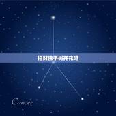 招财佛手树开花吗，招财佛手花好养吗？