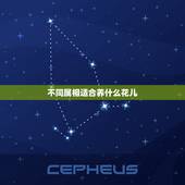 不同属相适合养什么花儿，属蛇的人种什么花好