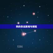 狗的命运属相与婚配，属狗婚配和什么属相合适