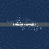 发财树三棵种到一起图片，买了一盆发财树，发财树旁边有三棵小植物，我从来