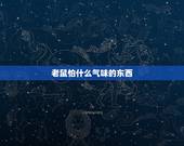 老鼠怕什么气味的东西，老鼠最怕什么气味驱赶