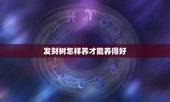 发财树怎样养才能养得好，发财树该怎么养？