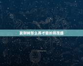 发财树怎么养才能长得茂盛，发财树怎样才能长得更加旺盛？