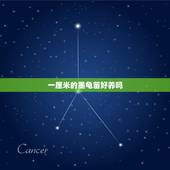 一厘米的墨龟苗好养吗，小墨龟苗要怎么养？吃什么？