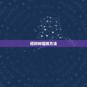 招财树插枝方法，招财树的养殖方法，冬季怎么养
