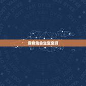 宠物兔会生宝宝吗，兔子生小兔视频