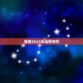 属猪2022年运势如何，属牛2022年运势完整版