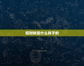 招财树是什么样子的，招财树和发财树的区别