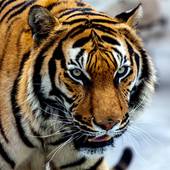 属虎与什么属相相克相冲(属相相克相冲大揭秘)