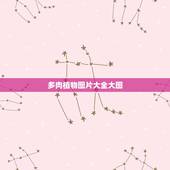 多肉植物图片大全大图，野生多肉植物图片欣赏？