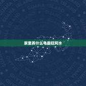 家里养什么龟最旺风水，家里养乌龟有什么讲究？