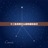 十二生肖养什么植物最旺自己，十二生肖养什么植物最旺自己的财运