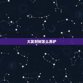 大发财树怎么养护，发财树需要如何养护呢？