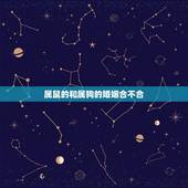 属鼠的和属狗的婚姻合不合，属狗跟属鼠的合不合