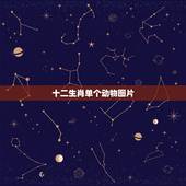 十二生肖单个动物图片，100种常见动物的图片
