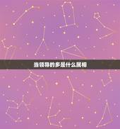 当领导的多是什么属相，什么属相当领导最多