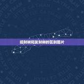招财树和发财树的区别图片，谁知道发财树和招财树的区别，请附上图片
