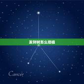 发财树怎么培植，发财树用什么土培植