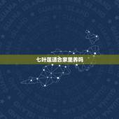 七叶莲适合家里养吗，七叶莲养殖在客厅有没有毒