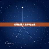 招财树图片及养殖方法，发财树的养护